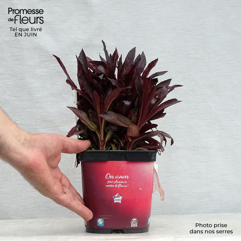 Example of Stauden-Lobelie Queen Victoria - Lobelia fulgens Topf mit 2L/3L as you get in ete