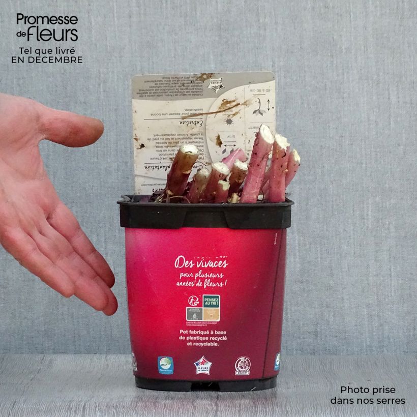 Exemplar von Stauden-Lobelie Queen Victoria - Lobelia fulgens Topf mit 2L/3L wie im Winter geliefert