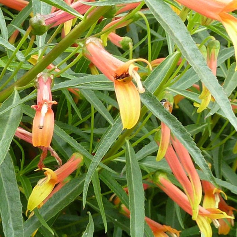 Lobelia laxiflora - Lobelie (Flowering)