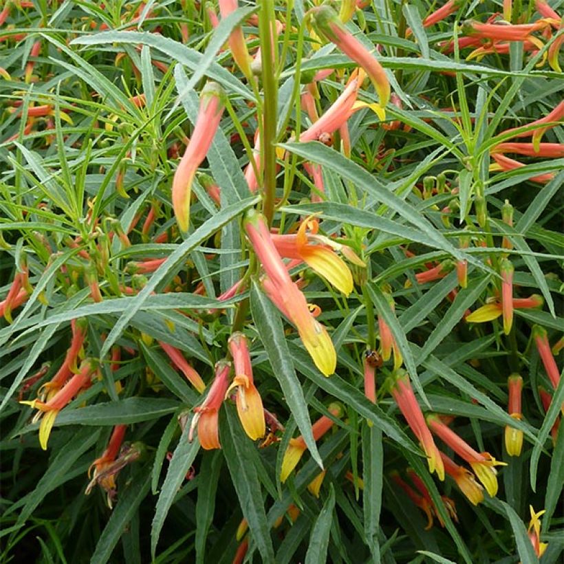 Lobelia laxiflora - Lobelie (Plant habit)