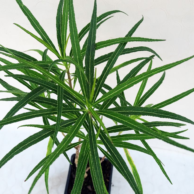 Lobelia laxiflora - Lobelie (Foliage)