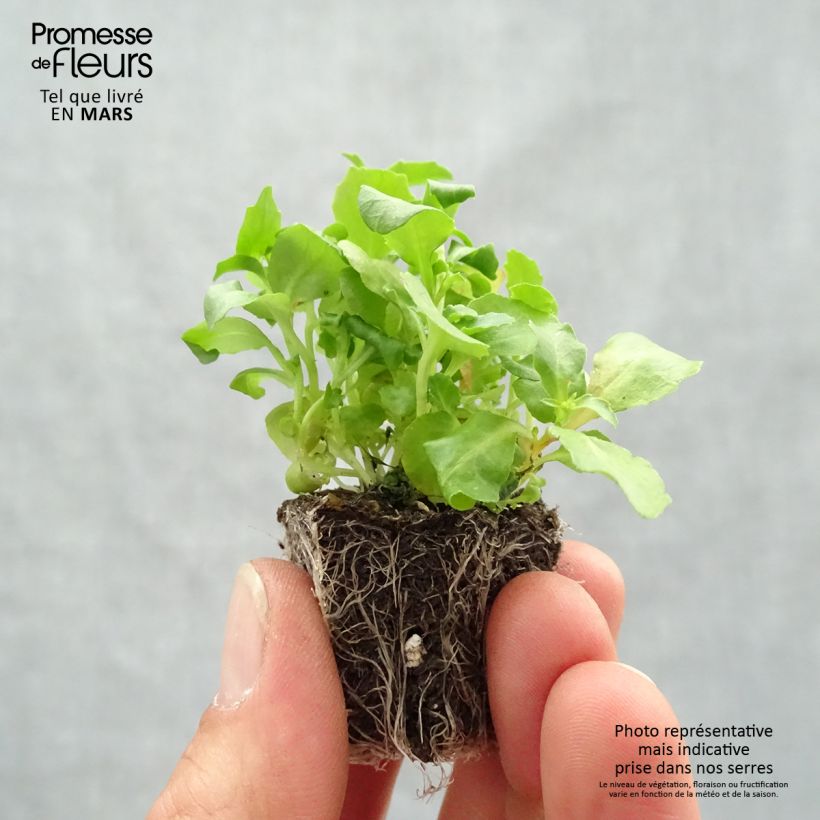 Example of Lobelia erinus pendula Regatta Mix - Lobelie Jardi-Plug: Wurzelballen 3,8 cm x 3,2 cm in Anzuchtplatte à 15 Stück. as you get in printemps