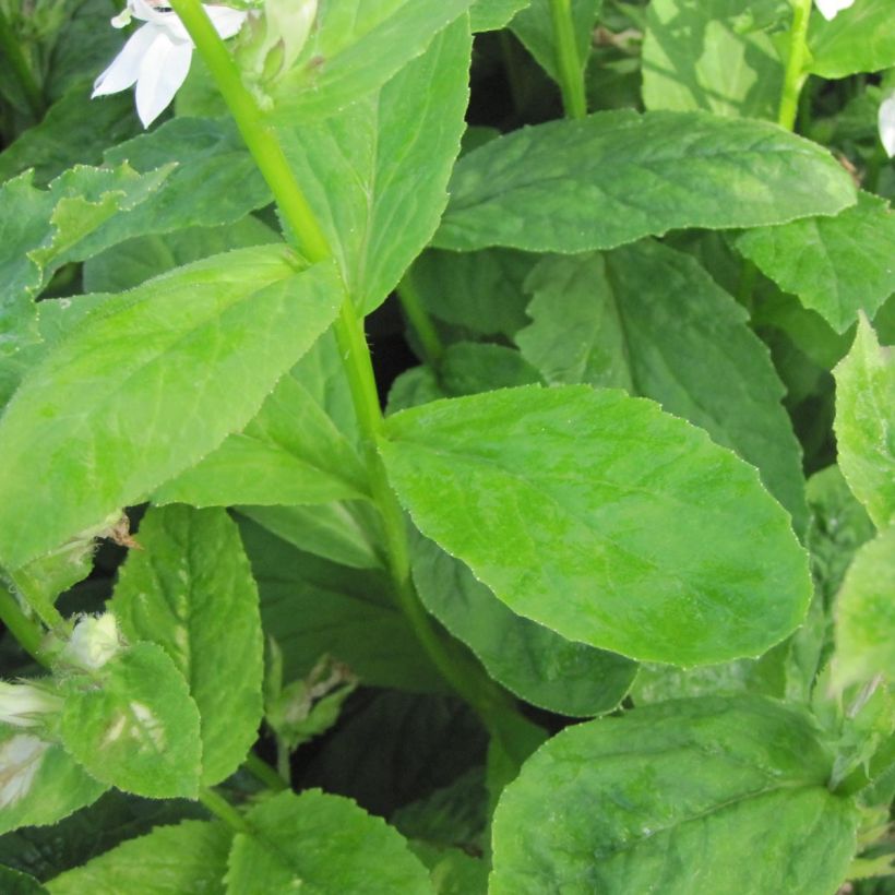 Stauden-Lobelie Alba - Lobelia siphilitica (Foliage)