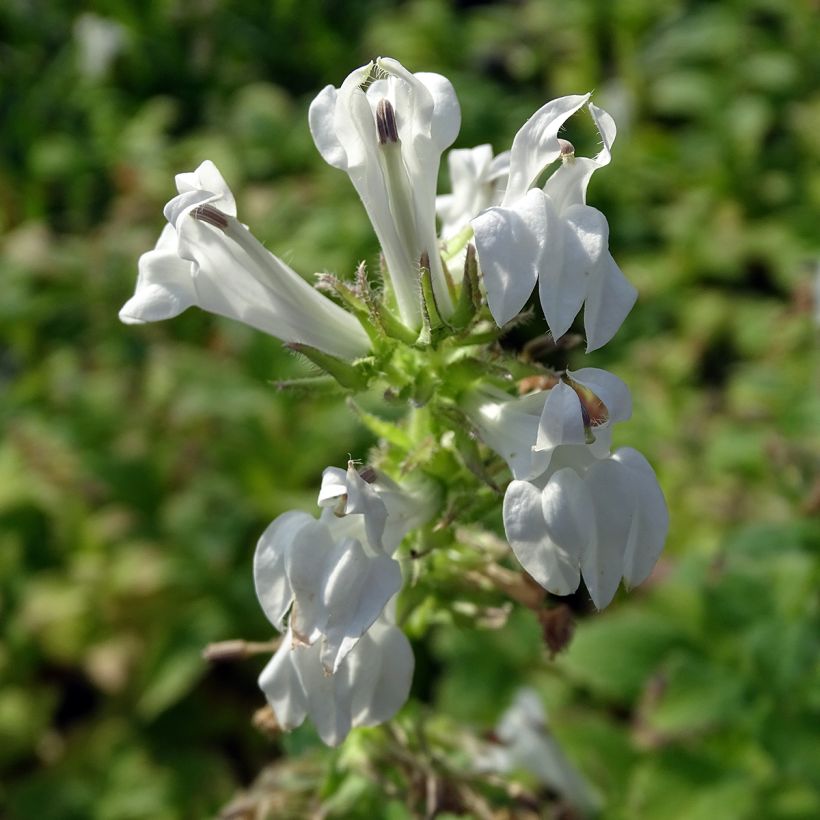 Stauden-Lobelie Alba - Lobelia siphilitica (Flowering)