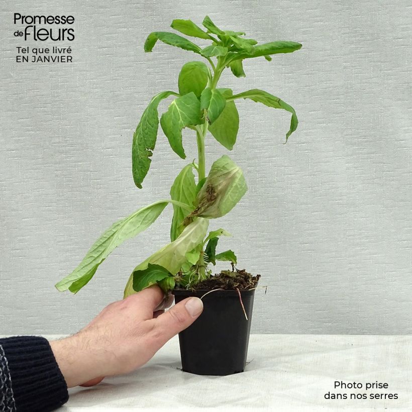 Exemplar von Stauden-Lobelie Alba - Lobelia siphilitica Kleine Töpfe von 8/9 cm wie im Winter geliefert