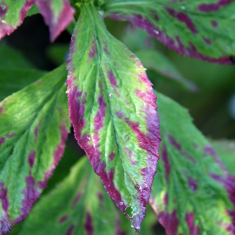 Stauden-Lobelie - Lobelia siphilitica (Foliage)