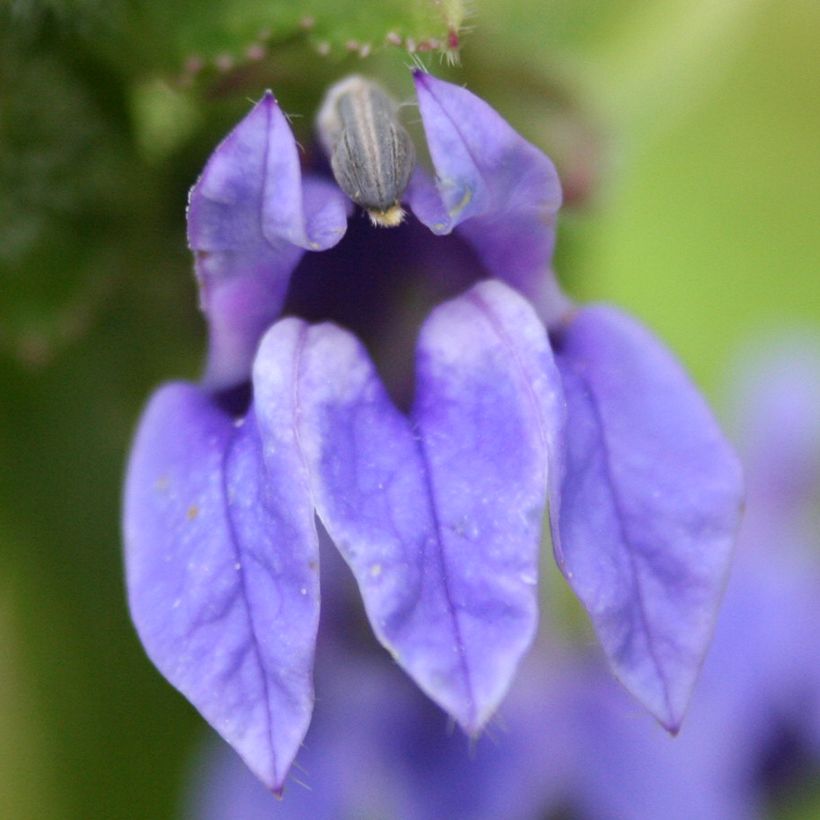 Stauden-Lobelie - Lobelia siphilitica (Flowering)
