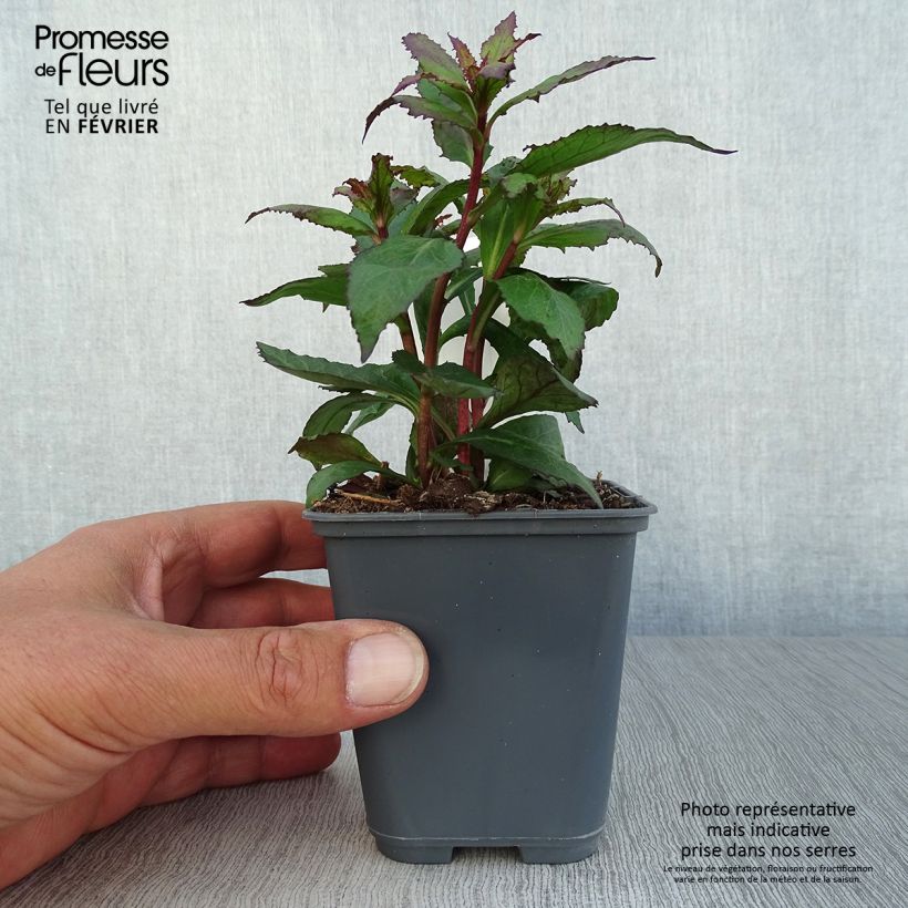 Example of Prachtlobelie Fan Salmon - Lobelia speciosa Kleine Töpfe von 8/9 cm as you get in automne