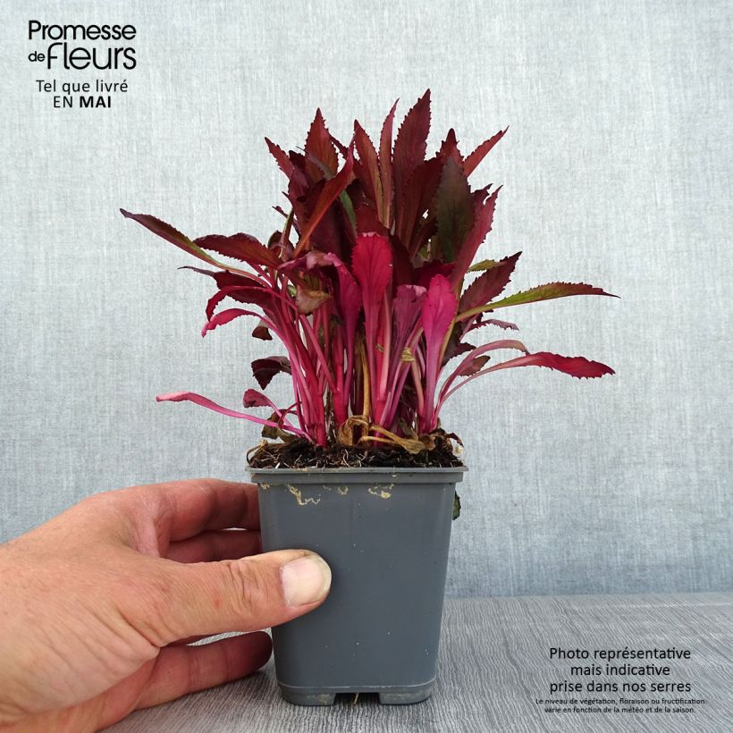 Exemplar von Prachtlobelie Fan Salmon - Lobelia speciosa Kleine Töpfe von 8/9 cm wie im Frühjahr geliefert