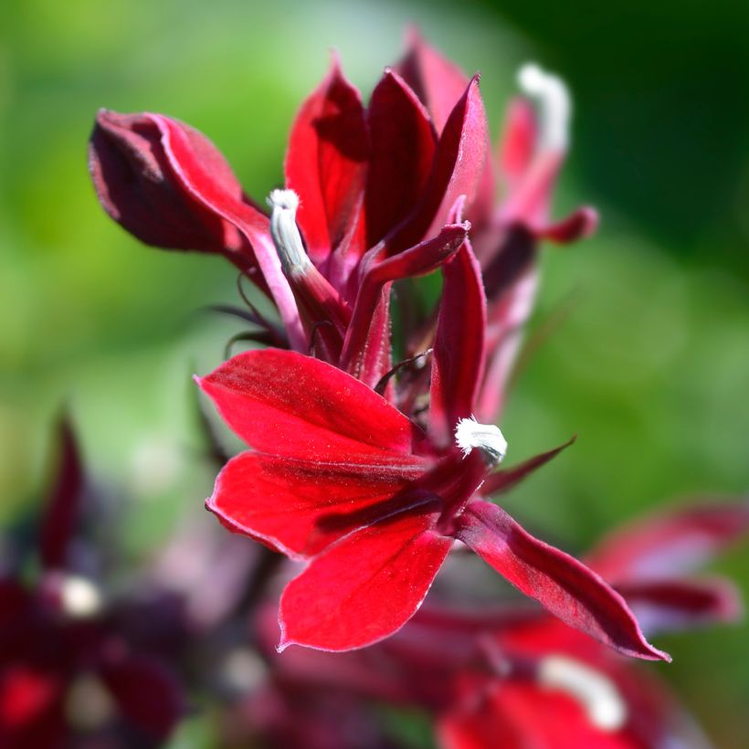 Prachtlobelie Fan Scharlach - Lobelia speciosa (Flowering)