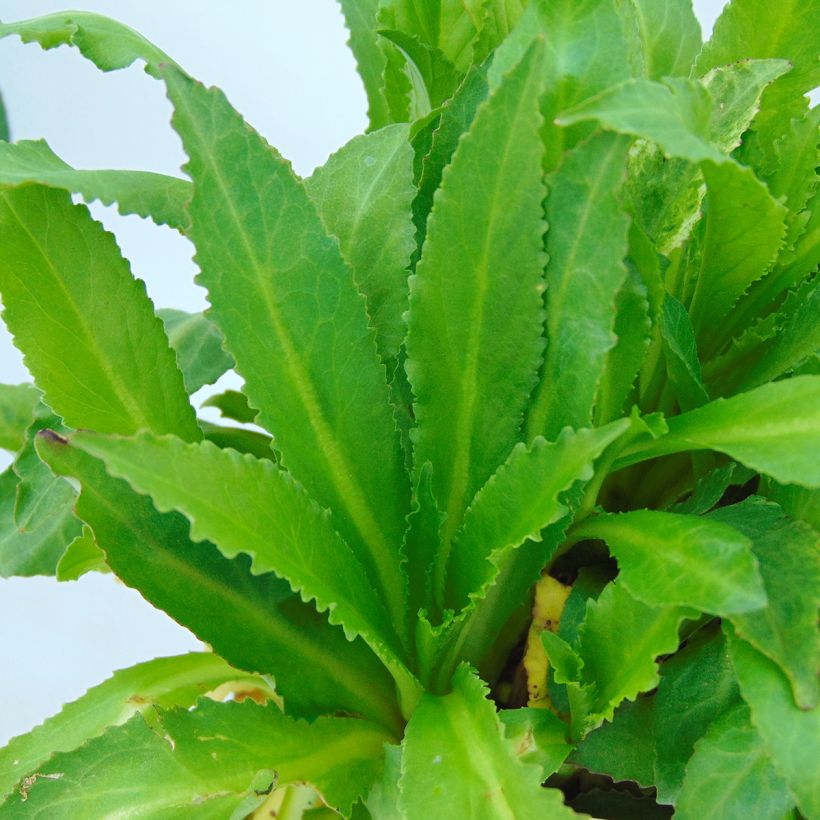 Prachtlobelie Fan burgundy - Lobelia speciosa (Foliage)