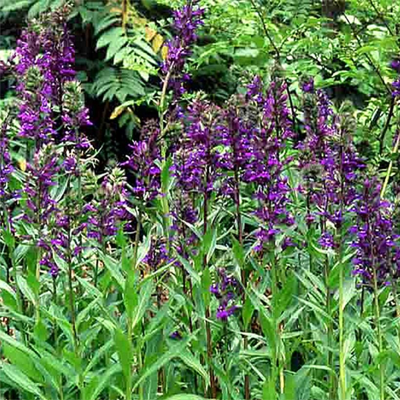 Prachtlobelie Kompliment Blau - Lobelia speciosa (Flowering)