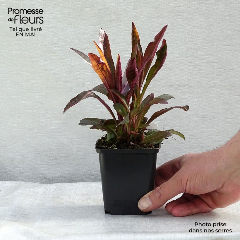 Exemplar von Prachtlobelie Russian Princess - Lobelia speciosa Kleine Töpfe von 8/9 cm wie im Frühjahr geliefert