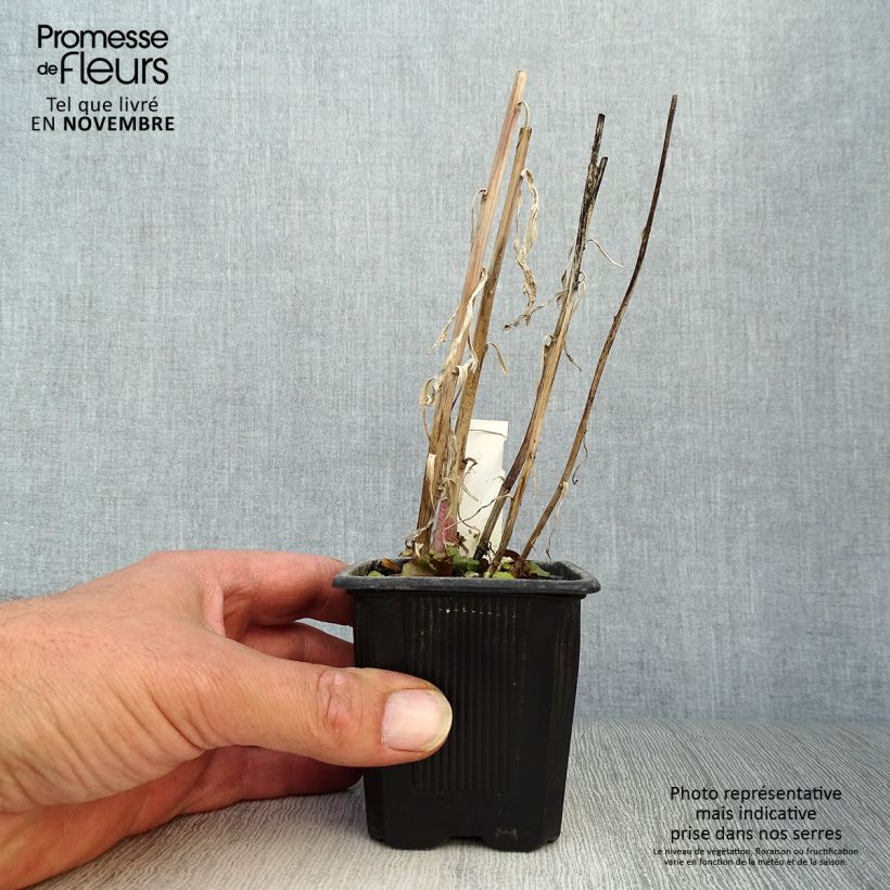 Example of Prachtlobelie Russian Princess - Lobelia speciosa Kleine Töpfe von 8/9 cm as you get in automne