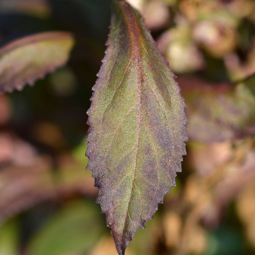 Prachtlobelie Starship Scarlet - Lobelia speciosa (Foliage)