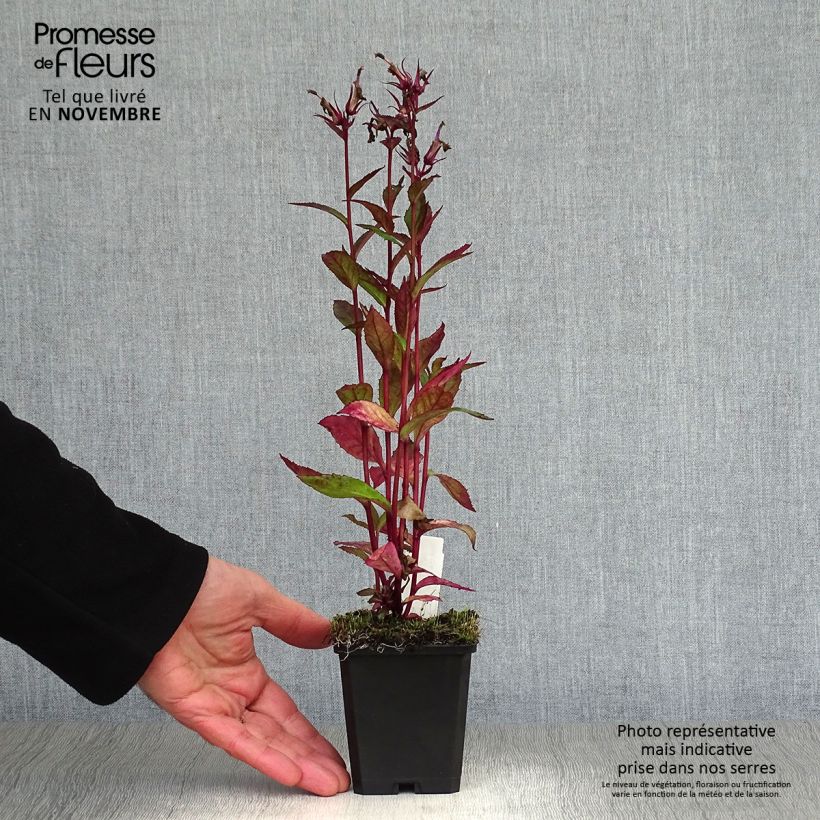 Example of Prachtlobelie Tania - Lobelia speciosa Kleine Töpfe von 7/8 cm as you get in automne