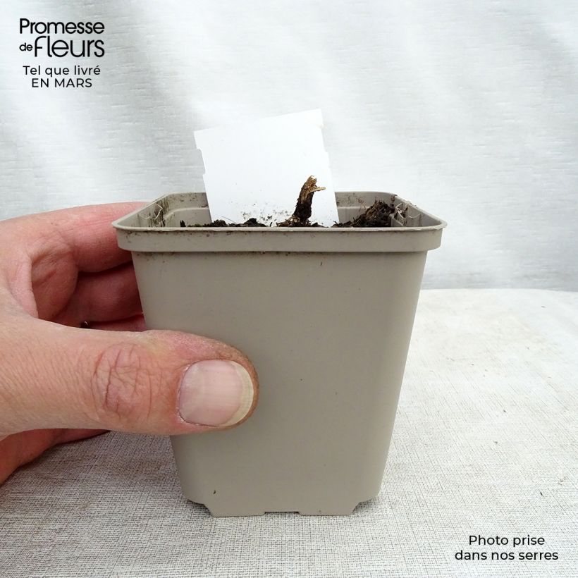 Exemplar von Prachtlobelie Tania - Lobelia speciosa Kleine Töpfe von 7/8 cm wie im Winter geliefert