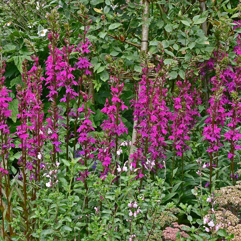 Prachtlobelie Tania - Lobelia speciosa (Plant habit)