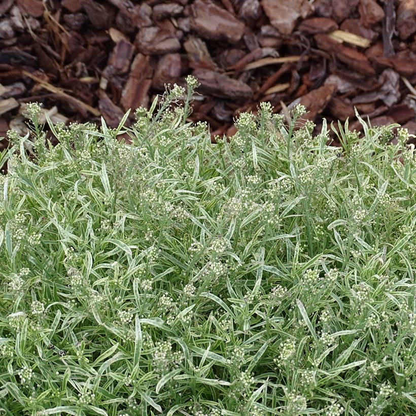 Strand-Silberkraut Primavera Princess - Lobularia (Laub)