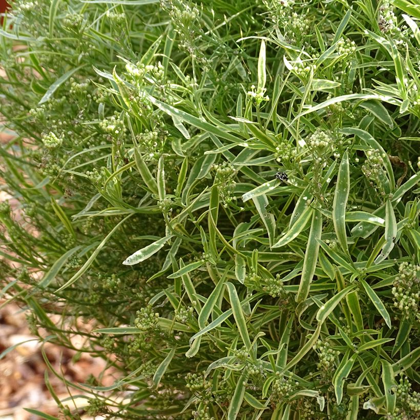 Strand-Silberkraut Primavera Princess - Lobularia (Hafen)