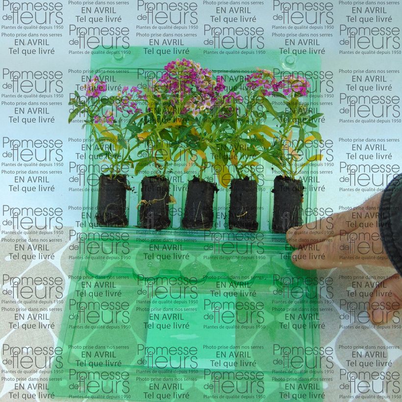 Example of Strand-Silberkraut Raspberry Stream - Lobularia Mini-Plug Ø 3/4 cm as you get