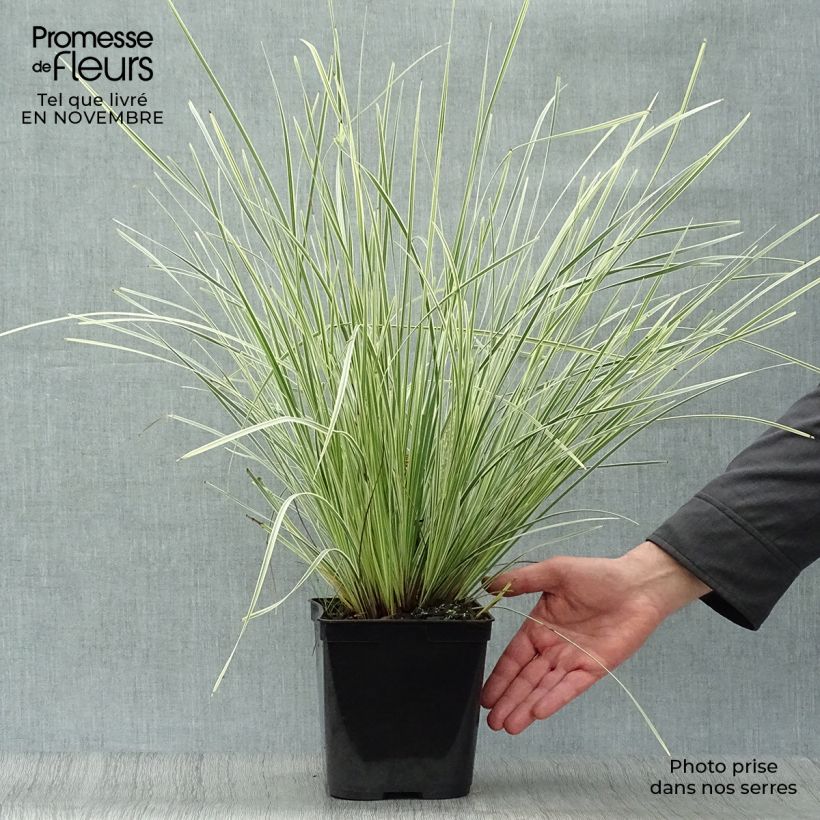 Example of Lomandra longifolia White Sands Topf mit 2L/3L as you get in automne