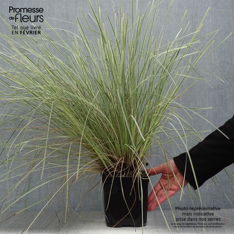 Exemplar von Lomandra longifolia White Sands Topf mit 2L/3L wie im Winter geliefert