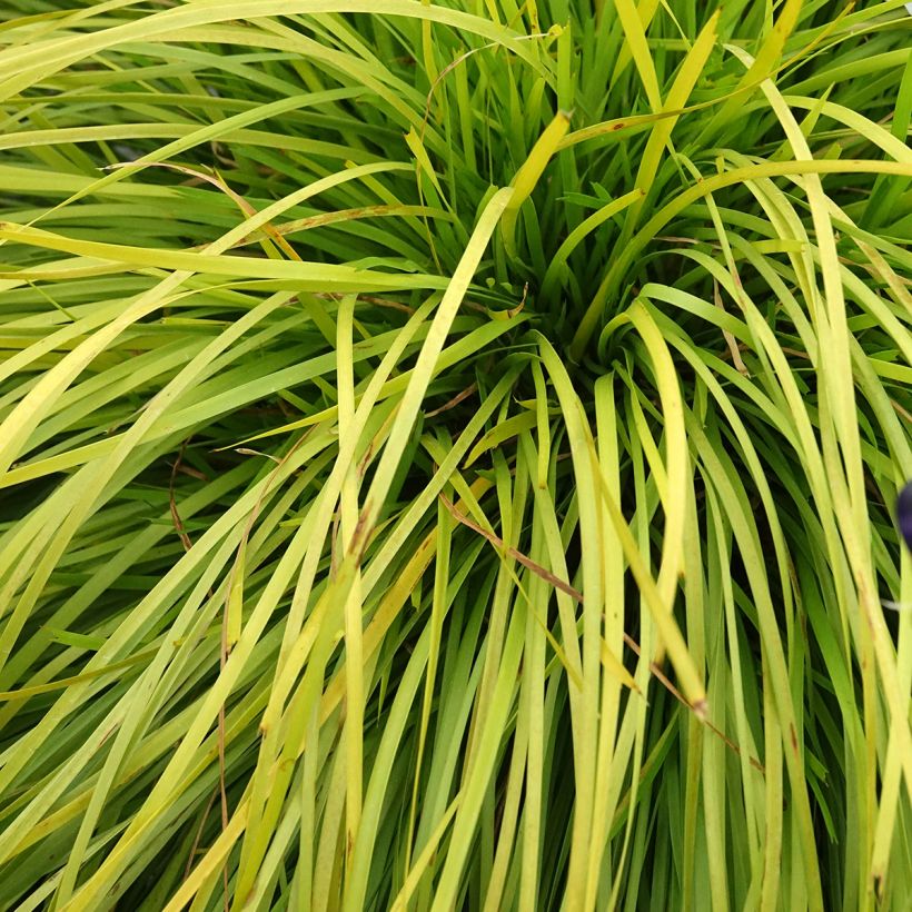 Lomandra longifolia Miner's Gold (Laub)