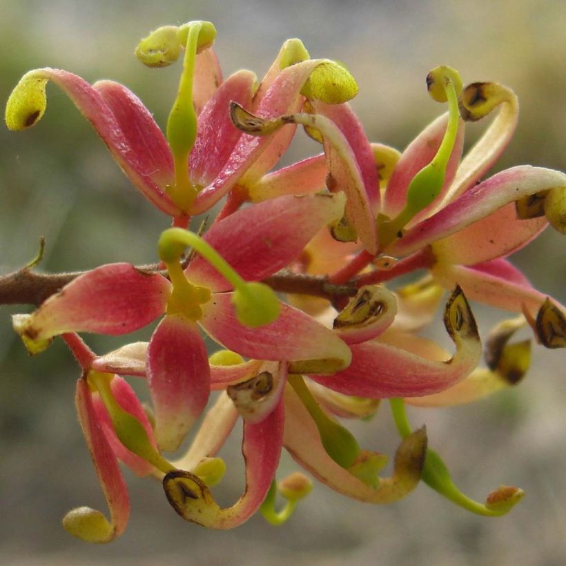 Lomatia ferruginea - Lomatie (Flowering)