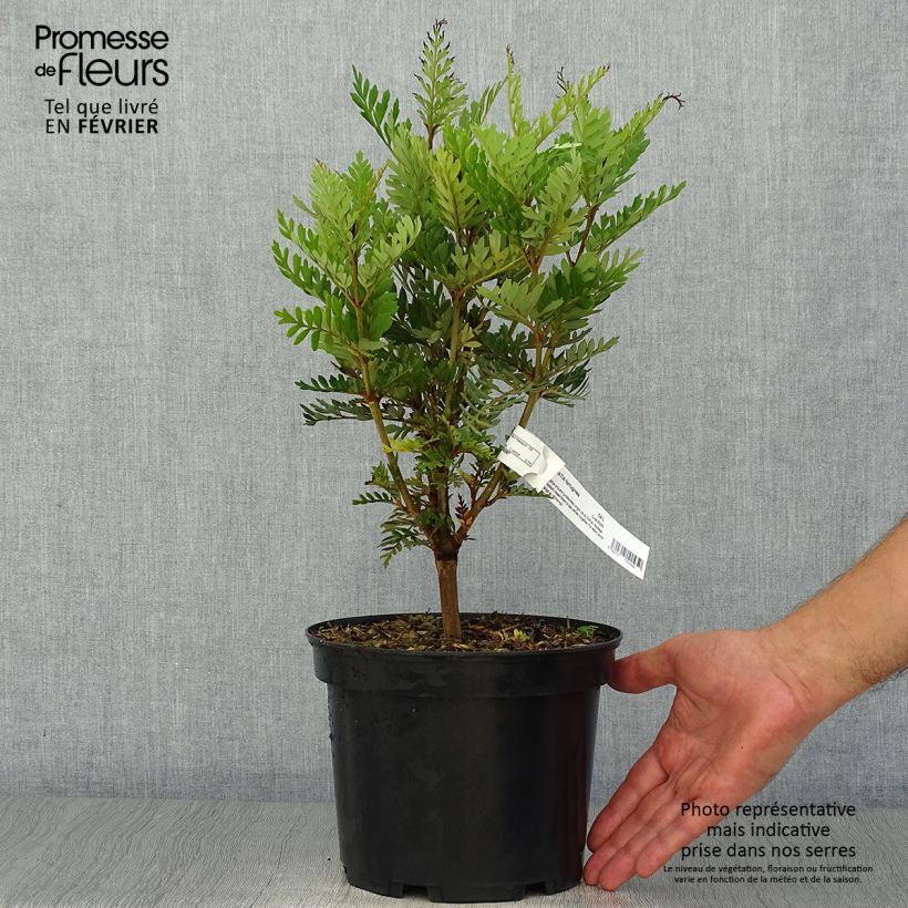 Example of Lomatia ferruginea - Lomatie Topf mit 3L/4L as you get in automne