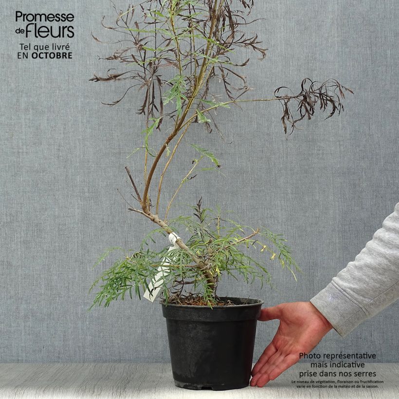 Example of Lomatia silaifolia - Lomatie Topf mit 3L/4L as you get in automne