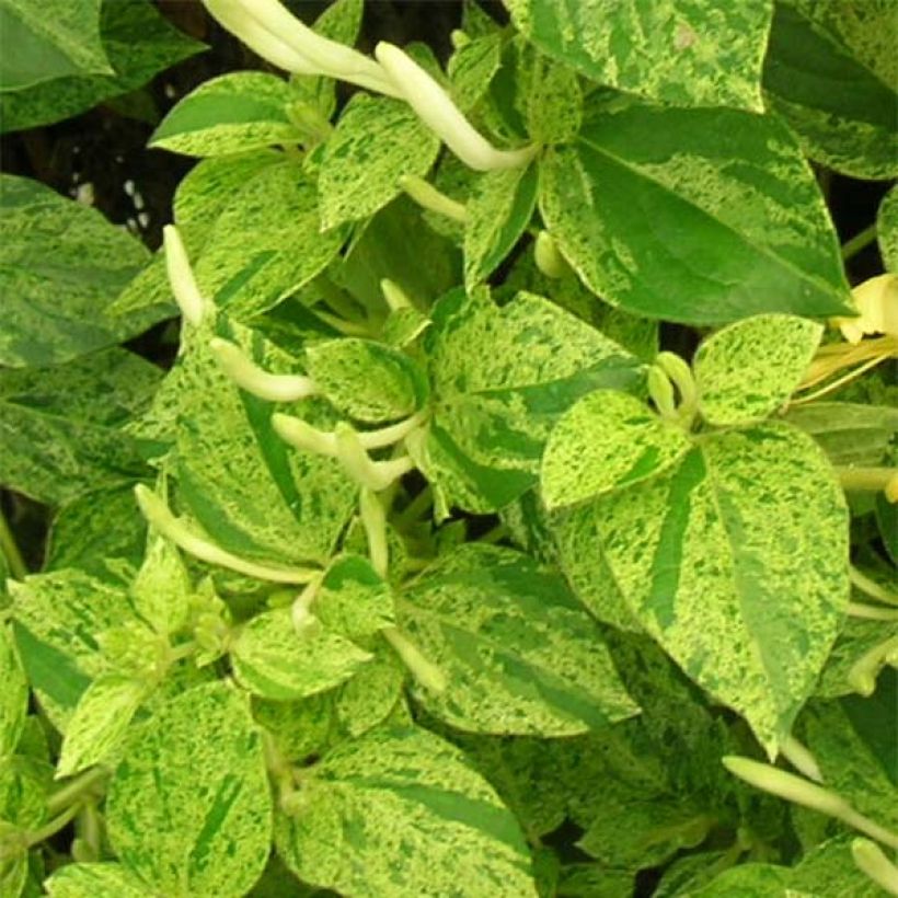 Lonicera japonica Mint Crisp - Japanisches Geißblatt (Foliage)