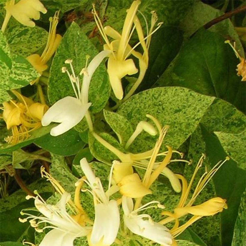 Lonicera japonica Mint Crisp - Japanisches Geißblatt (Flowering)