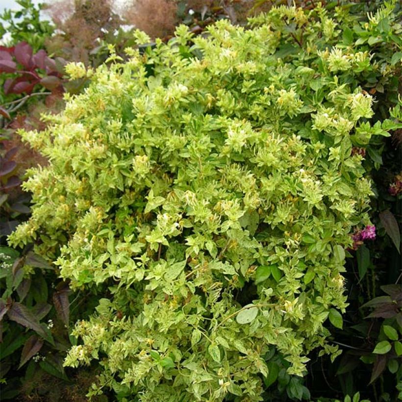 Lonicera japonica Mint Crisp - Japanisches Geißblatt (Plant habit)