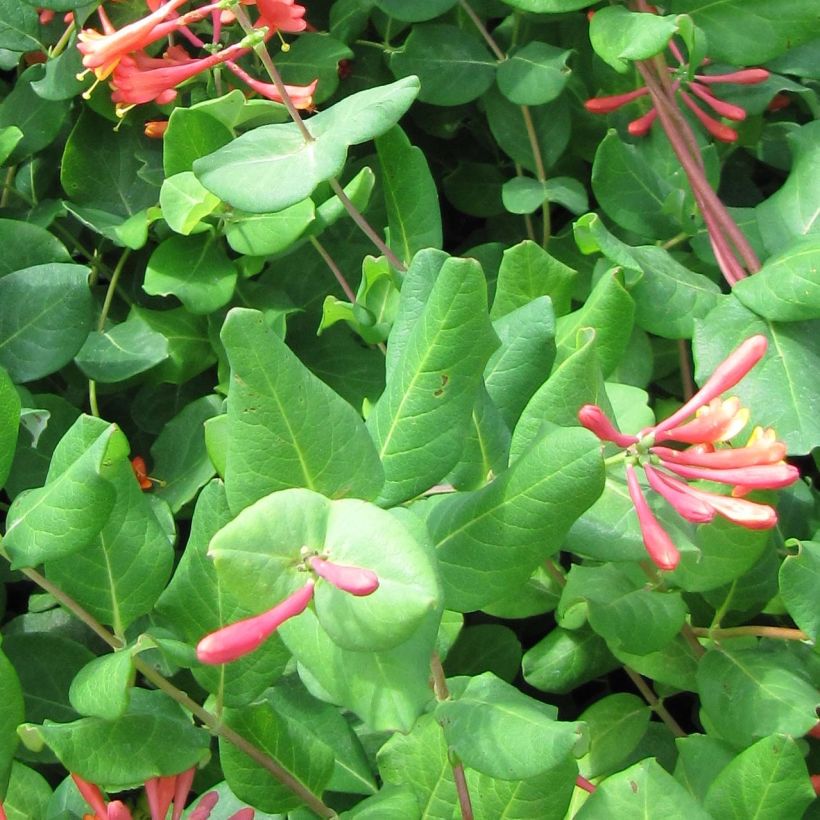 Lonicera brownii - Geißblatt (Foliage)