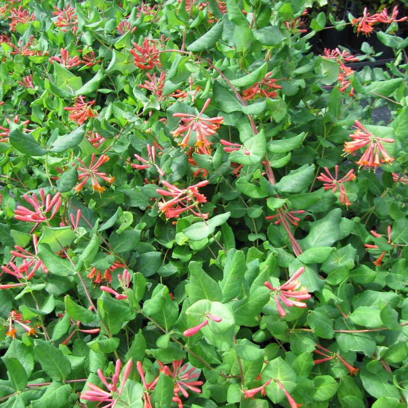 Lonicera brownii - Geißblatt (Flowering)