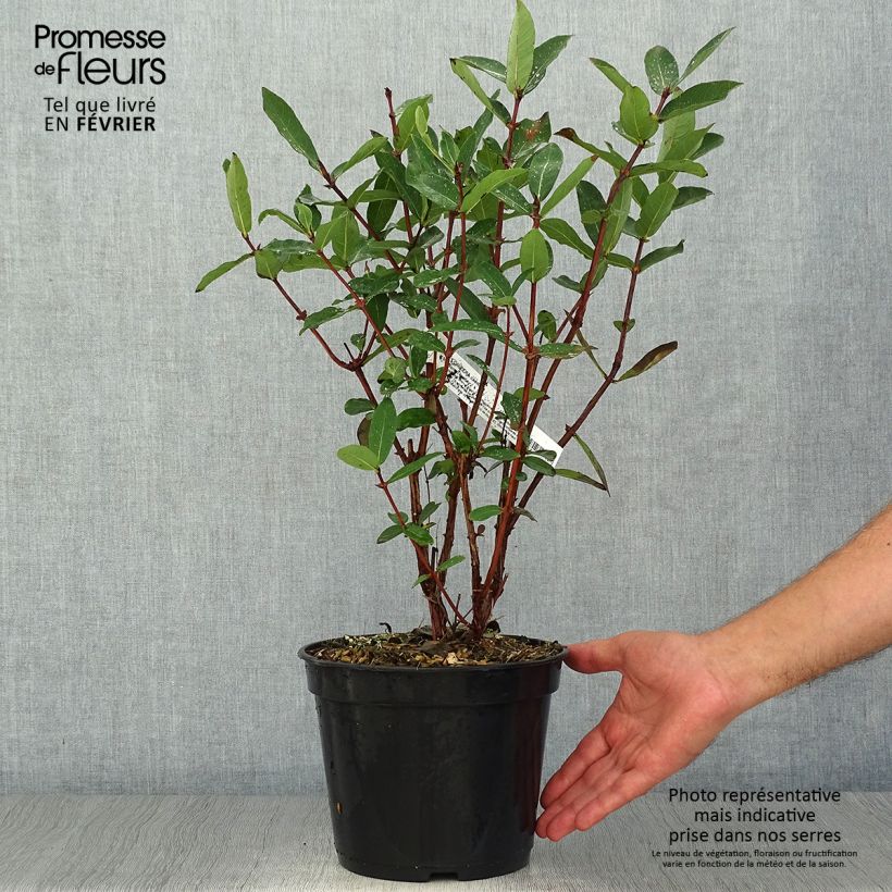 Example of Heckenkirsche Boreal Beauty - Lonicera kamtschatica Topf mit 3L/4L as you get in automne