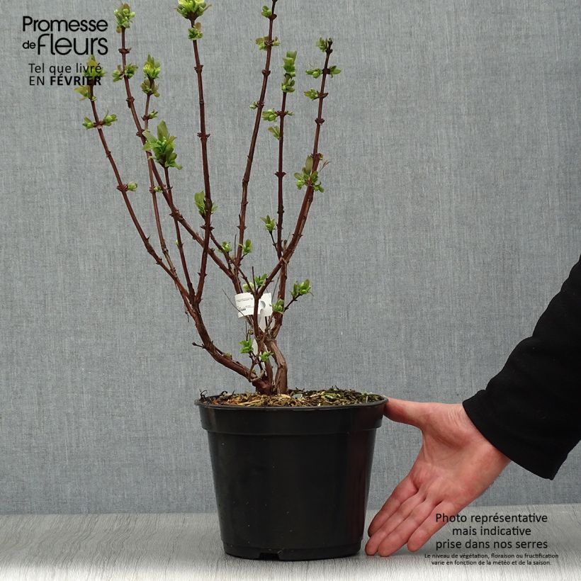 Exemplar von Heckenkirsche Boreal Beauty - Lonicera kamtschatica Topf mit 3L/4L wie im Winter geliefert