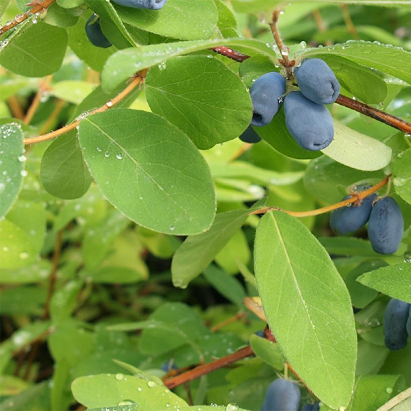Heckenkirsche - Lonicera kamtschatica (Foliage)