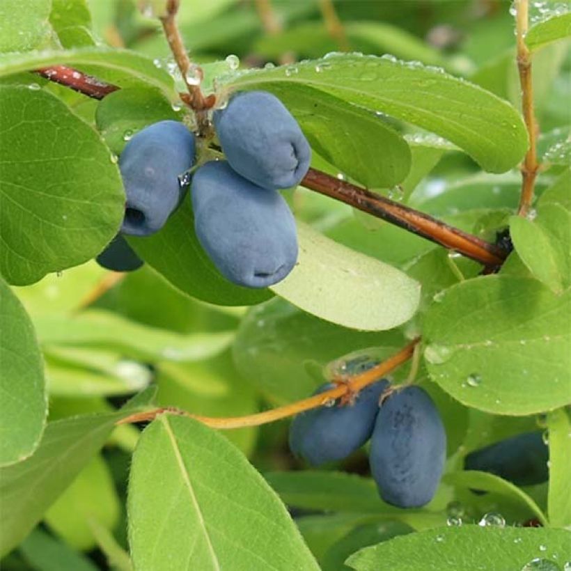 Heckenkirsche - Lonicera kamtschatica (Harvest)