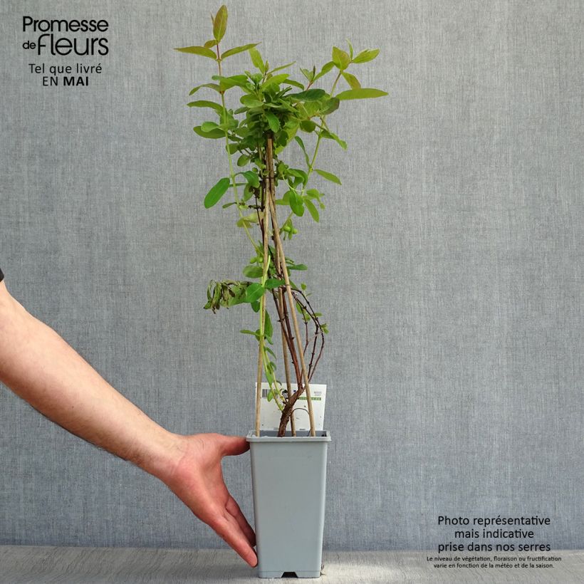 Exemplar von Heckenkirsche - Lonicera kamtschatica Topf mit 1,5L/2L wie im Frühjahr geliefert