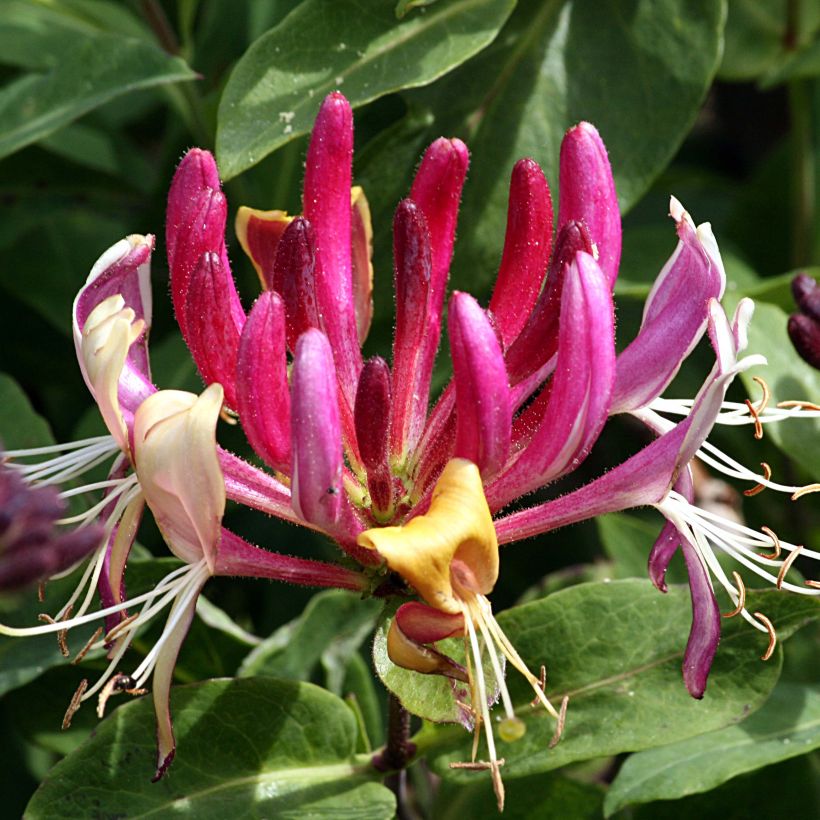Lonicera caprifolium - Jelängerjelieber (Flowering)