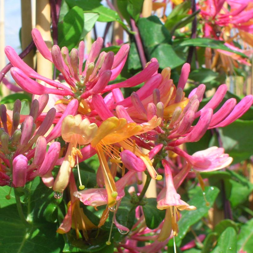 Lonicera heckrottii American Beauty - Feuer-Geißblatt (Flowering)