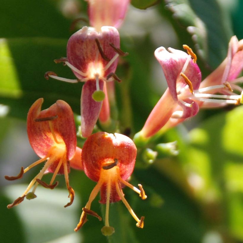 Lonicera henryi - Immergrünes Geißblatt (Flowering)