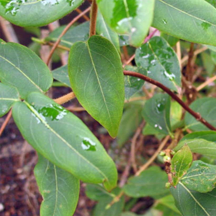 Lonicera henryi - Immergrünes Geißblatt (Foliage)