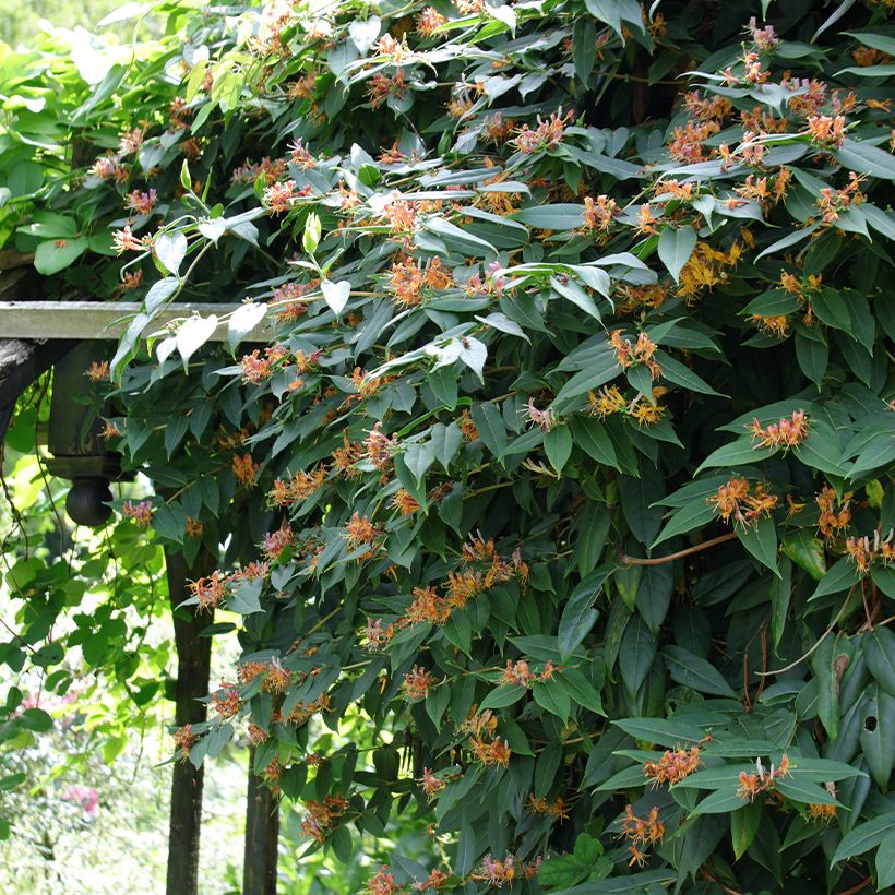Lonicera henryi - Immergrünes Geißblatt (Plant habit)