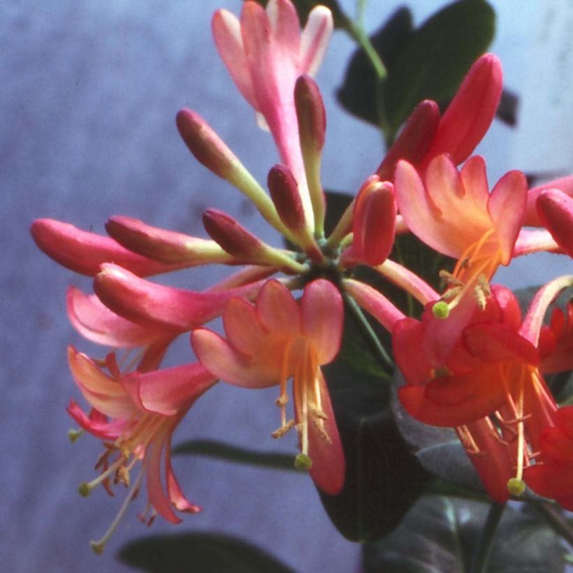 Lonicera Celestial - Wald-Geißschlinge (Flowering)