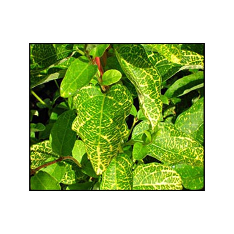 Lonicera japonica Aureoreticulata - Japanisches Geißblatt (Foliage)