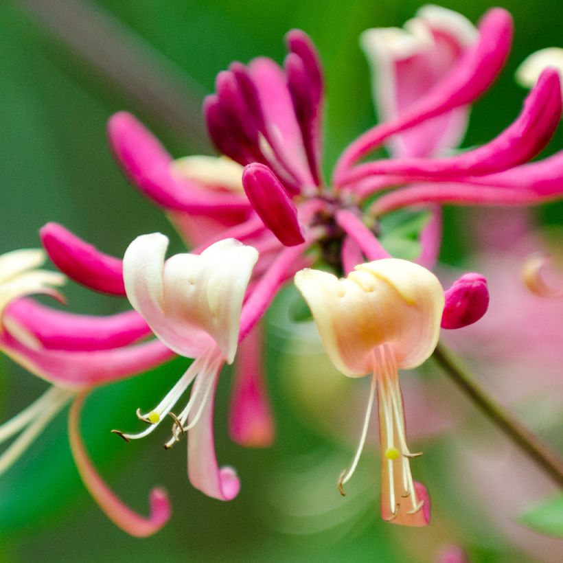 Lonicera japonica Dart's world - Japanisches Geißblatt (Flowering)