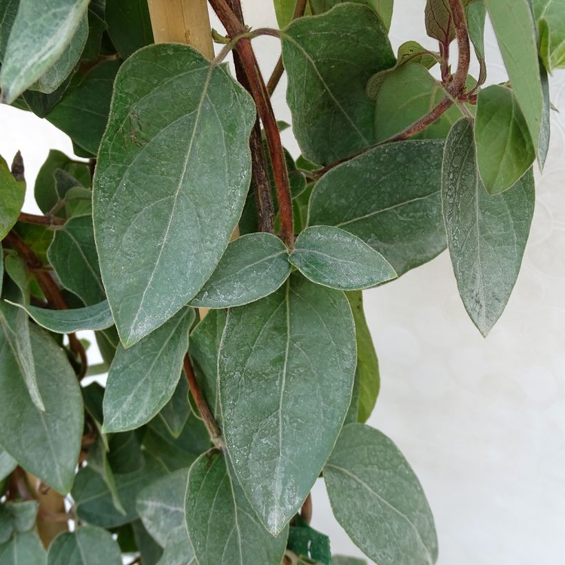 Lonicera japonica Pink Aperitif - Japanisches Geißblatt (Foliage)